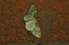 Hydrelia lucata