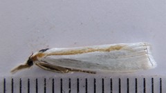 Crambus girardellus