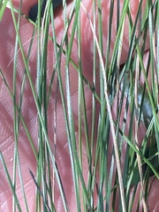Eleocharis tortilis
