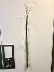 Eleocharis tortilis