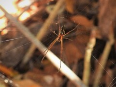 Leucauge argyra