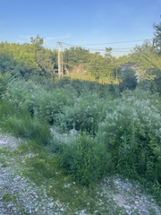Vitex negundo heterophylla