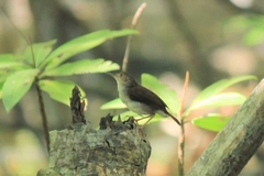 Pellorneum rostratum