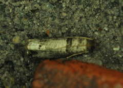 Notocelia culminana