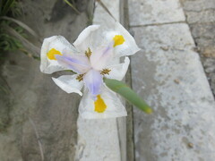 Dietes grandiflora