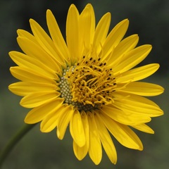 Silphium terebinthinaceum
