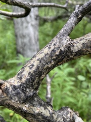 Phaeocalicium populneum