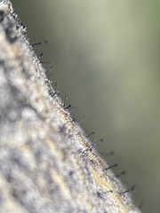 Phaeocalicium populneum