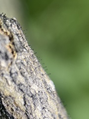 Phaeocalicium populneum