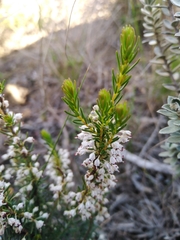Erica rubiginosa