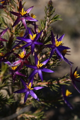 Calectasia valida