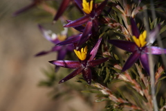 Calectasia valida