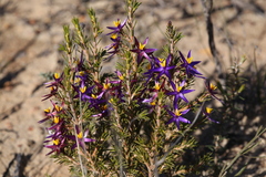 Calectasia valida