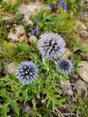 Echinops davuricus
