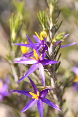 Calectasia valida