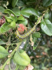 Cydalima perspectalis
