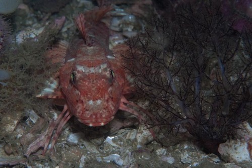 Kaapse poon (Chelidonichthys capensis) — Triglidae — 2