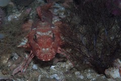 Chelidonichthys capensis