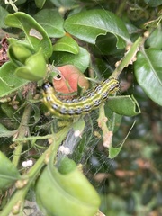 Cydalima perspectalis