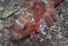 Chelidonichthys capensis