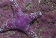 Callopatiria formosa