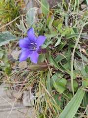 Cruciata