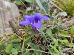 Cruciata