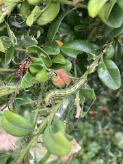 Cydalima perspectalis