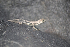 Microlophus atacamensis