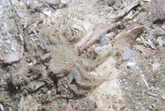 Hymenosoma orbiculare