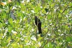 Phaenicophaeus sumatranus