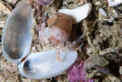 Anapagurus hendersoni