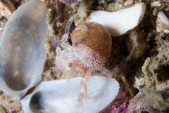 Anapagurus hendersoni