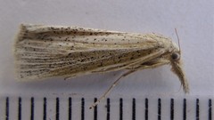 Pediasia abnaki
