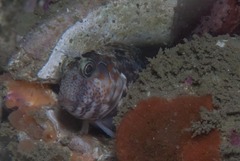 Chalaroderma ocellata
