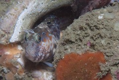 Chalaroderma ocellata
