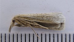 Pediasia abnaki