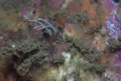 Chalaroderma ocellata