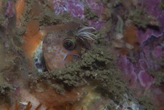 Chalaroderma ocellata