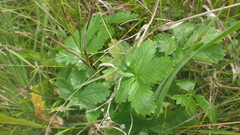 Potentilla chrysantha