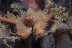 Achaeopsis spinulosa