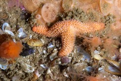 Allostichaster capensis