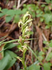 Platanthera devolii