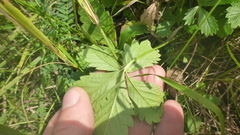 Potentilla chrysantha