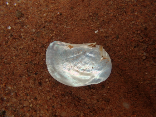 Common Pandora Clam