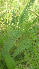 Astragalus propinquus