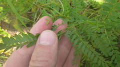 Astragalus propinquus