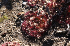 Drosera zonaria