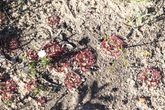 Drosera zonaria