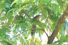 Zanclostomus javanicus